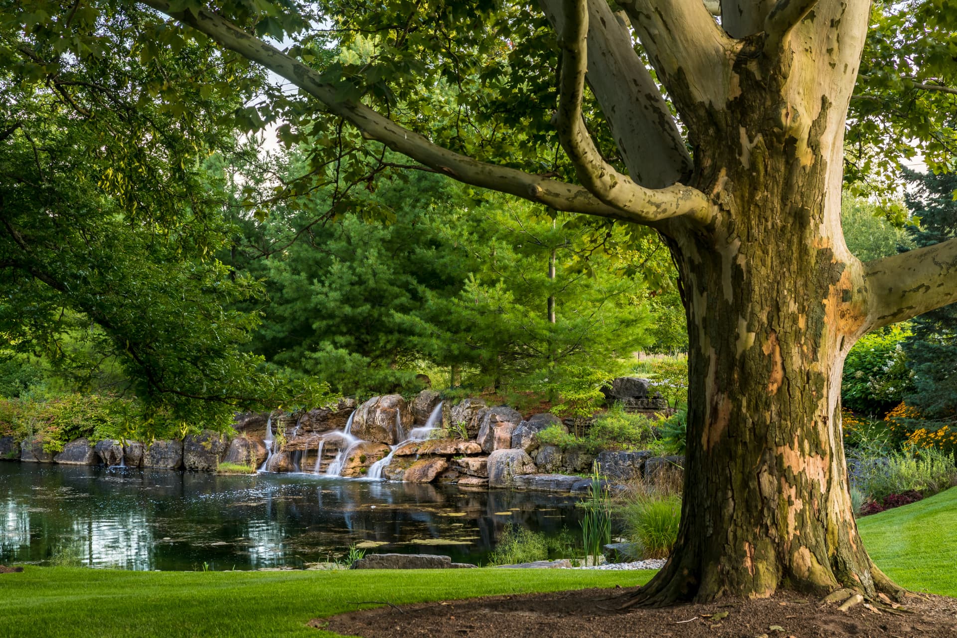 Sycamore-shaded pond with a cascading stone waterfall